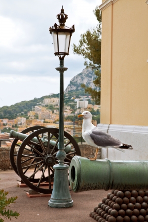 Summer Landscape of Monaco. Seagull.の写真素材