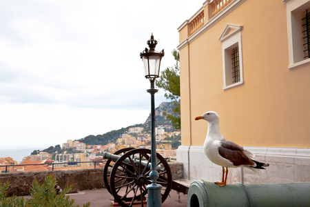 Summer Landscape of Monaco. Seagull.の写真素材