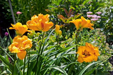 Colorful landscape formal garden. Beautiful Garden.の写真素材