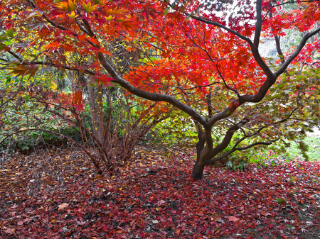Beautiful autumn trees. Autumn landscape.の写真素材