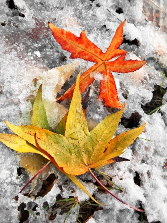 Abstract background of autumn leaves. Autumn background. The first snow.の写真素材