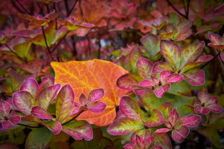 Abstract background of autumn leaves. Autumn background.