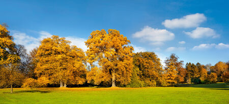 Panorama. Beautiful autumn trees. Autumn landscape.の写真素材