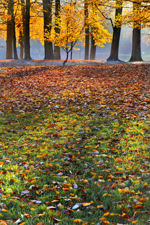 Autumn Landscape. The bright colors of autumn trees. Dry leaves in the foreground.の写真素材