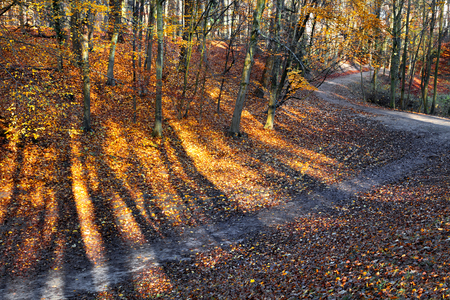 The path in the autumn park. Autumn Landscape.の写真素材