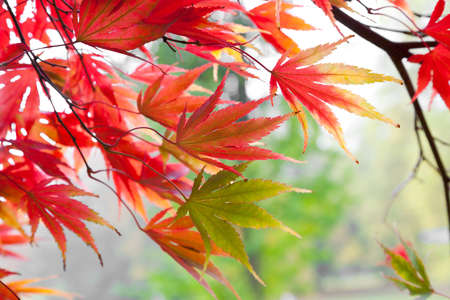 Abstract background of autumn leaves. Autumn background.