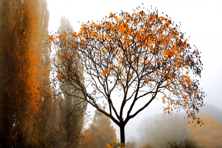 A misty morning fog in the park. Autumn.の写真素材