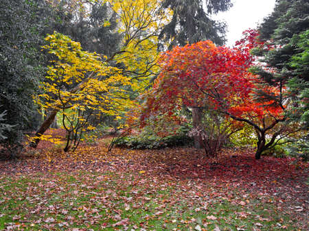 Autumn Landscape. Park in Autumn.  の写真素材