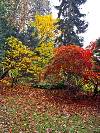 Autumn Landscape. Park in Autumn.  の写真素材