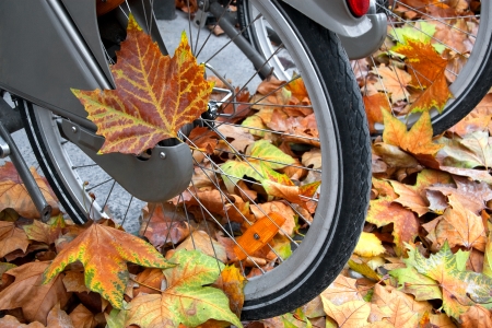 Bikes for rent. Paris in the autumn.