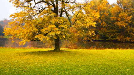 Autumn Landscape. Park in Autumn.  
