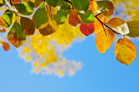 Abstract background of autumn leaves. Autumn background.の写真素材