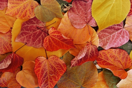 Abstract background of autumn leaves. Autumn background.