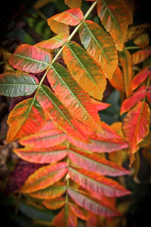 Abstract background of autumn leaves. Autumn background.の写真素材