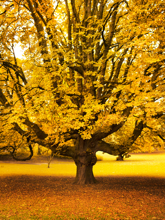 Beautiful autumn trees. Autumn landscape.