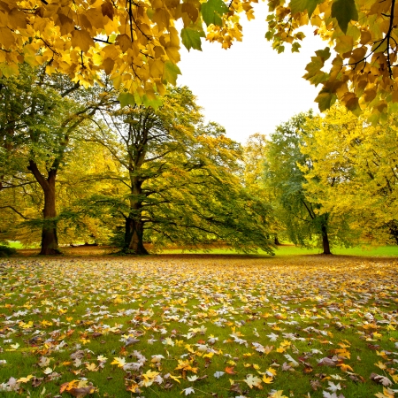 Autumn Landscape. Park in Autumn.  の写真素材