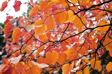 Abstract background of autumn leaves. Autumn background.の写真素材