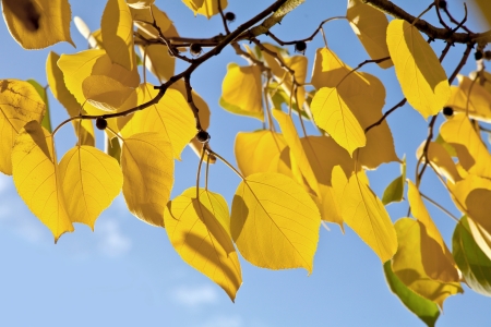Abstract background of autumn leaves. Autumn background.の写真素材