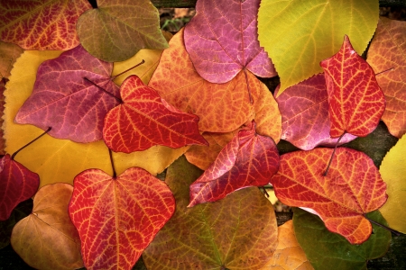Abstract background of autumn leaves. Autumn background.の写真素材