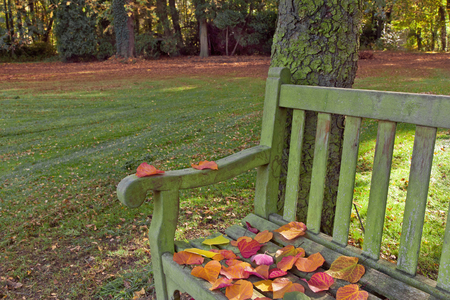 Bench in autumn park. Autumn landscape.の写真素材