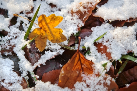 Abstract background of autumn leaves. Autumn background. The first snow.の写真素材
