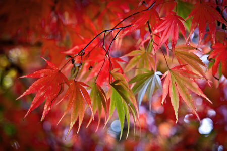 Abstract background of autumn leaves. Autumn background.の写真素材