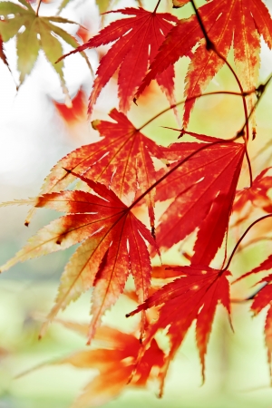 Abstract background of autumn leaves. Autumn background.の写真素材