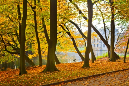 Autumn Landscape. Park in Autumn.  の写真素材
