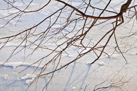 Winter Landscape. Tranquil Scene. Park in the winter. Background.の写真素材