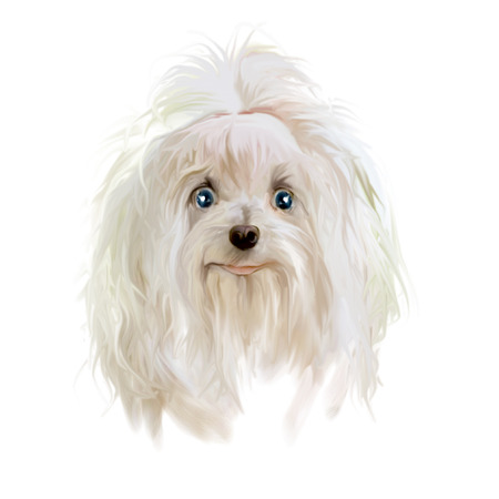 Surprised puppy. Drawing puppy.の写真素材