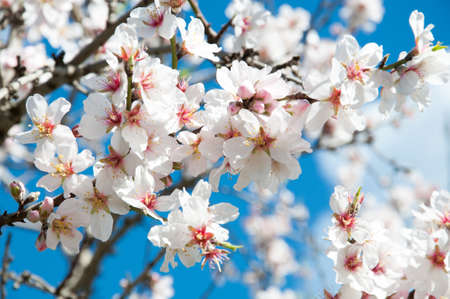 Almond blossom