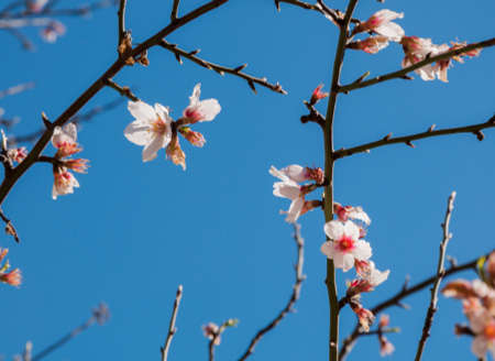 Transparent almond flower on branches and blue sky  の写真素材