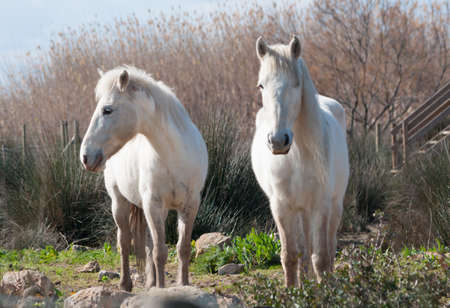 Two white Camargue horsesの写真素材
