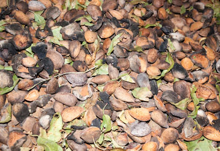 Almond harvestの写真素材