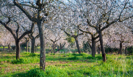 Blossoming almond trees on green grass, Majorca  の写真素材