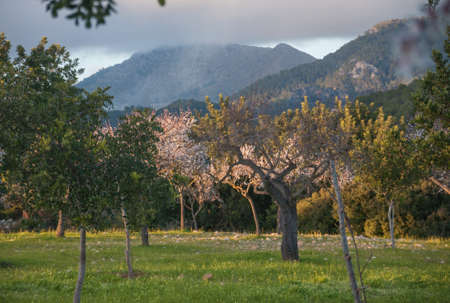 Flowering almond trees and mountain in evening light  の写真素材