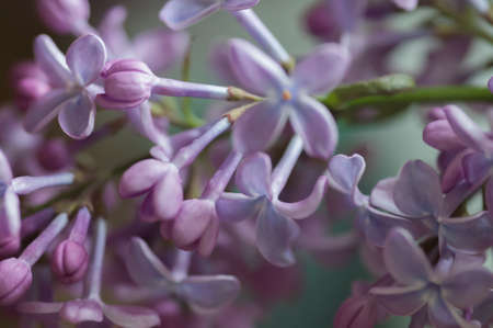 Fresh lilacs, various details and expressionsの写真素材