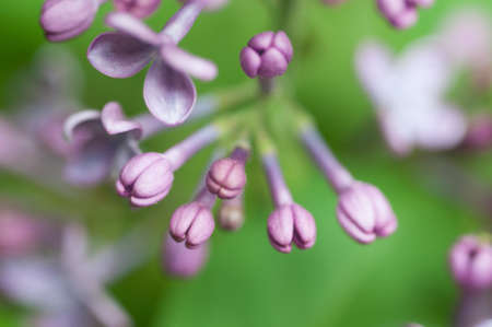 Fresh lilacs, various details and expressionsの写真素材