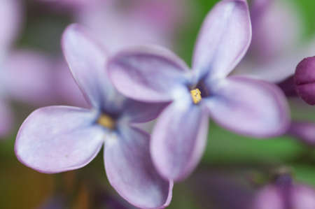 Two lilacsの写真素材