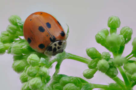 Ladybug on green foliage