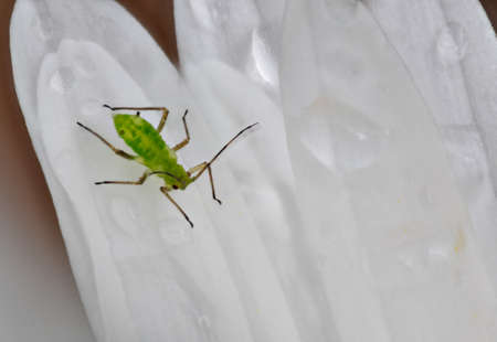 Green louse on white daisyの写真素材