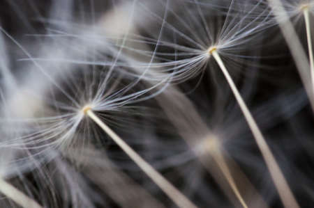 Dandelion seeds