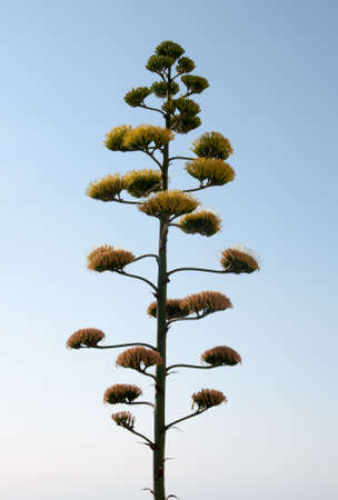 Agave plant flowering and blue sky の写真素材