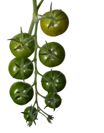 Ripening green tomatoes on a stem isolated on white の写真素材