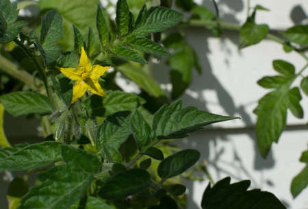 Yellow tomato flower and buds on a green bushy plant の写真素材