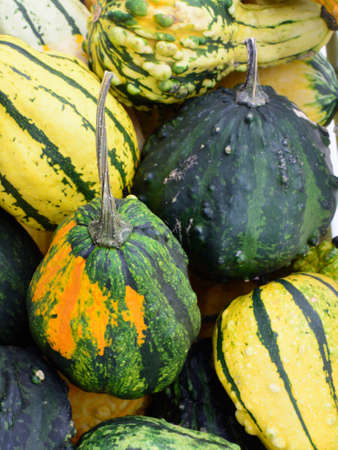 Decorative garden squashes and pumpkins in green and yellow の写真素材