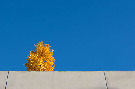 Yellow tree against blue sky on top of a parking garage in Vallingby, 1950s suburb of Stockholm, Sweden の写真素材