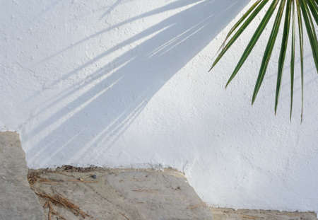 Palm shadow on white wallの写真素材