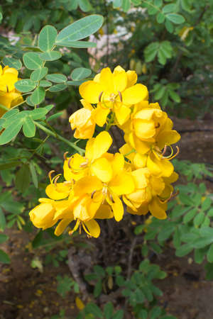 Yellow cassia flower and green foliage 