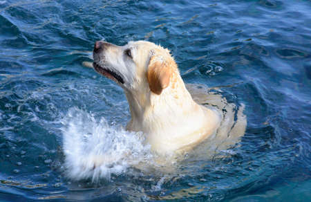 Golden retriever on a swimming tour in the ocean, takes a break to do a happy splash play in the water の写真素材